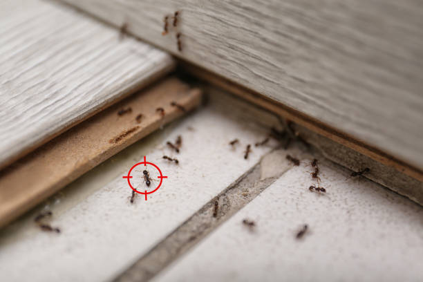 Best Spider Control Near Me  in Columbia City, OR