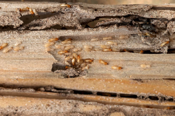 Best Best Pest Control Companies  in Columbia City, OR